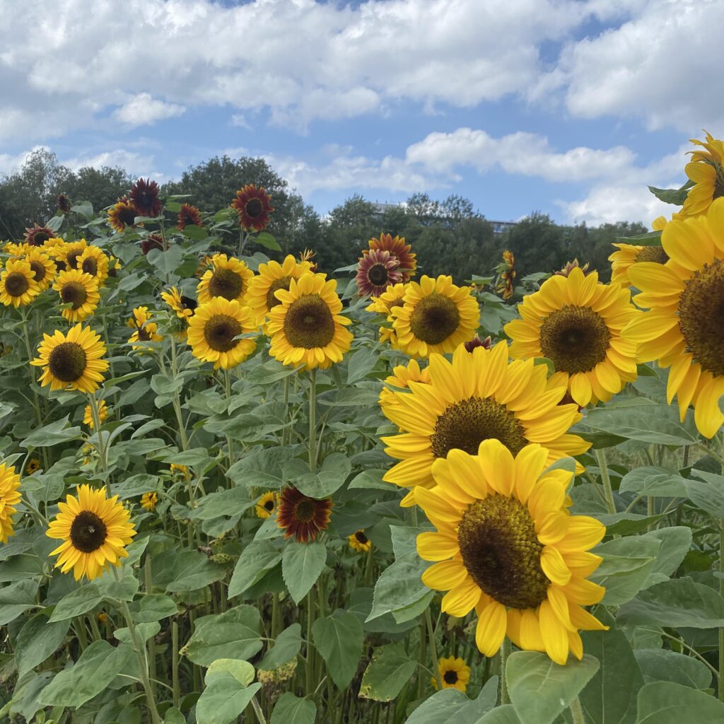 SUNFLOWERGARDEN
